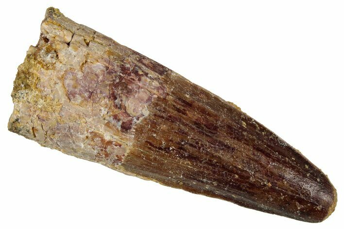 Fossil Spinosaurus Tooth - Feeding Worn Tip #354787